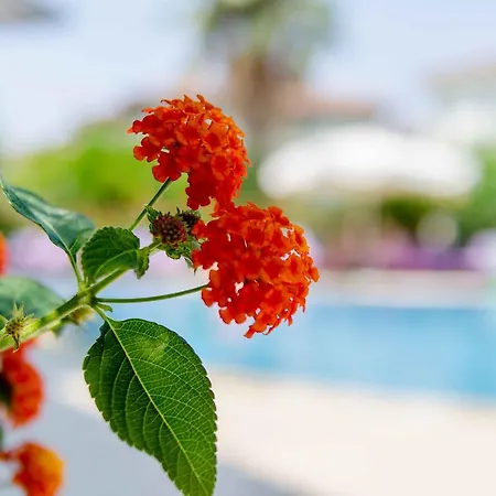 Calbis Hotel Dalyan